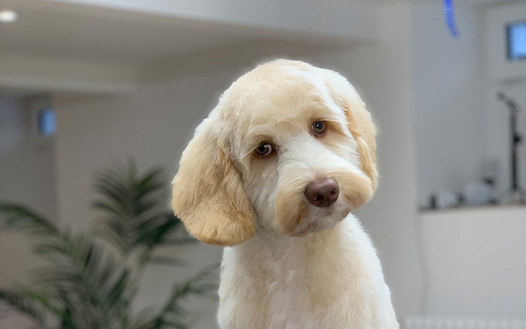 Hundesalon Doggroomer Zürich